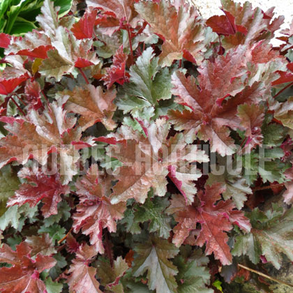 image de Heuchera x Chocolate Ruffles