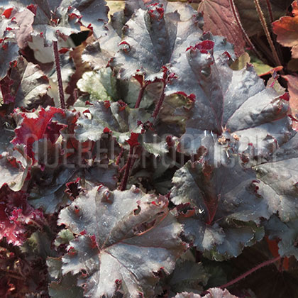 image de Heuchera x Dark Secret