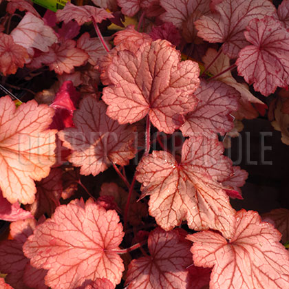 image de Heuchera x Georgia Peach