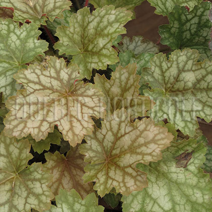 image de Heuchera x Ginger Ale