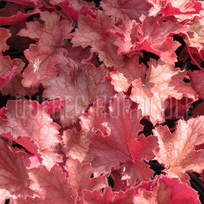 image de Heuchera x Kassandra