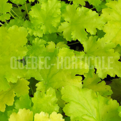 image de Heuchera x Lime Rickey