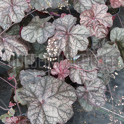 image de Heuchera x Magnum