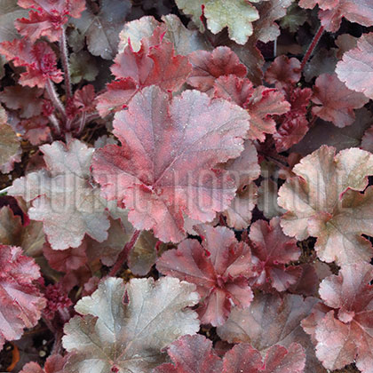 image de Heuchera x Melting Fire