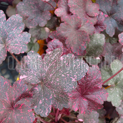 image de Heuchera x Midnight Rose