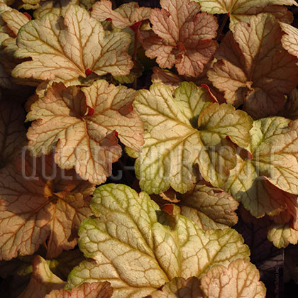 image de Heuchera x Pinot Gris