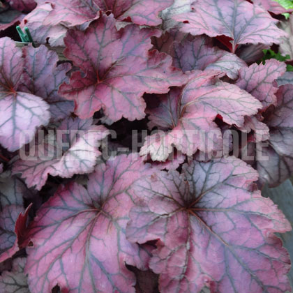 image de Heuchera x Plum Royale