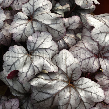 image de Heuchera x Plum Royale