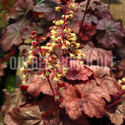 image de Heuchera x Root Beer