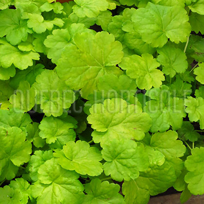 image de Heuchera x Sweet Tart