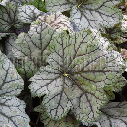 image de Heuchera x Venus