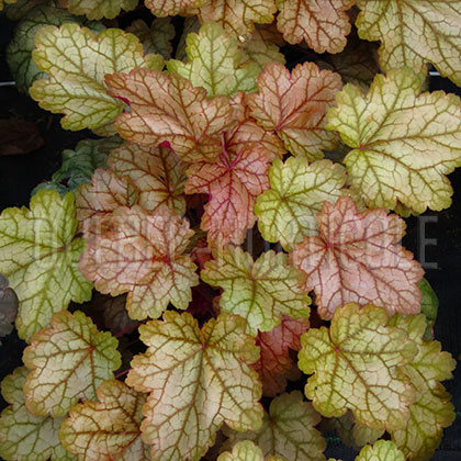 image de Heuchera x Vulcano