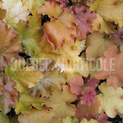 image de Heuchera x Amber Waves