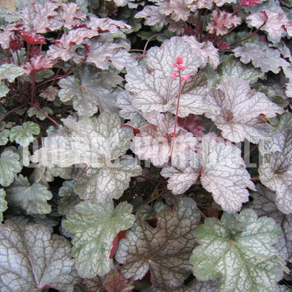 image de Heuchera x Amethyst Myst