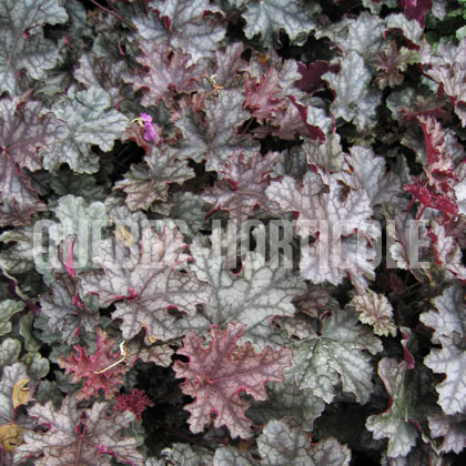 image de Heuchera x Can Can