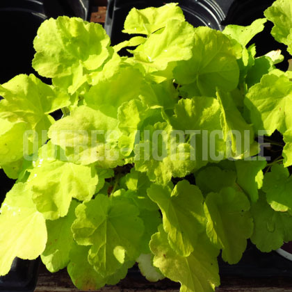 image de Heuchera x Citronelle