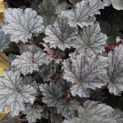 image de Heuchera x Frosted Violet