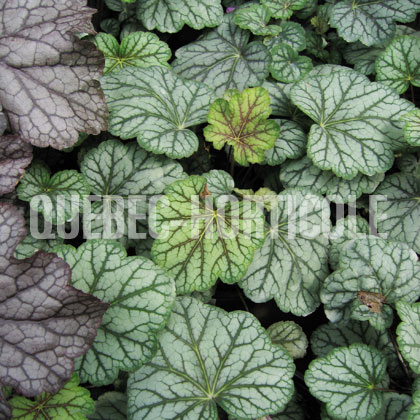 image de Heuchera x Green Spice