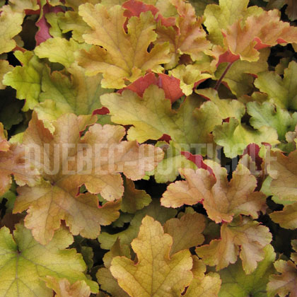 image de Heuchera x Marmalade