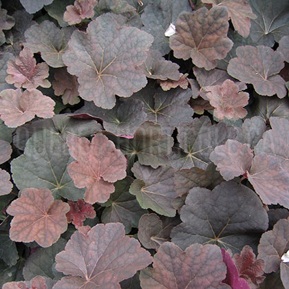 image de Heuchera x Mocha