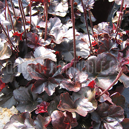 image de Heuchera x Obsidian