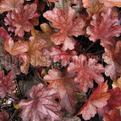 image de Heuchera x Peach Flambé