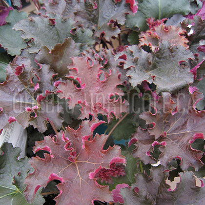 image de Heuchera x Purple Petticoats