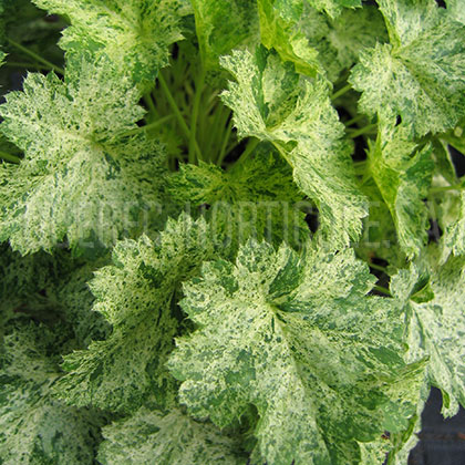 image de Heuchera x Snow Angel