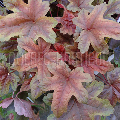 image de Heucherella (X Heucherella) Brass Lantern