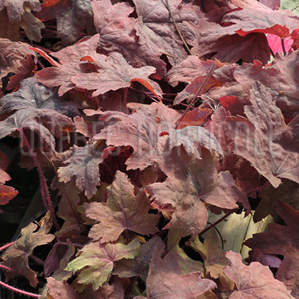 image de Heucherella (X Heucherella) Redstone Falls