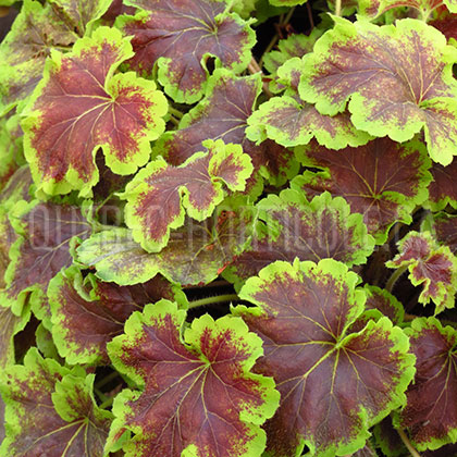 image de Heucherella (X Heucherella) Solar Eclipse