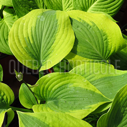 image de Hosta After Glow