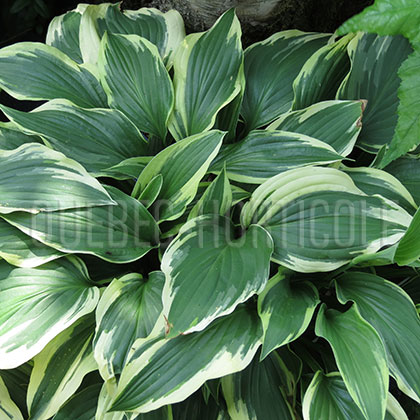 image de Hosta Antioch