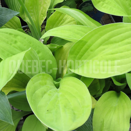 image de Hosta August Moon