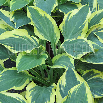 image de Hosta Brass Ring