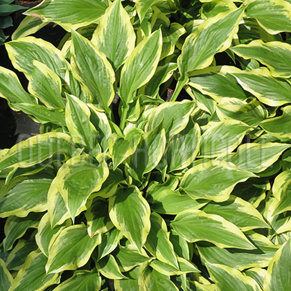 image de Hosta Carolina Sunshine