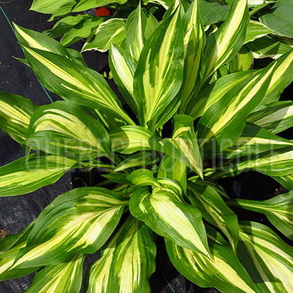 image de Hosta Cherry Berry