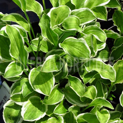 image de Hosta Diamond Tiara