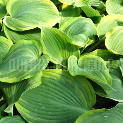 image de Hosta Earth Angel