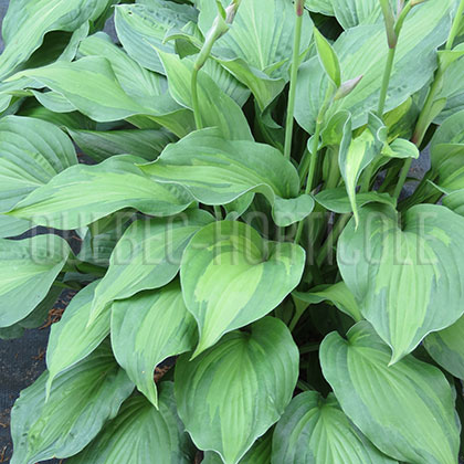 image de Hosta Elisabeth Campbell