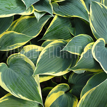 image de Hosta First Frost