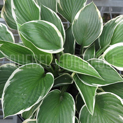 image de Hosta Francee