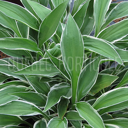 image de Hosta Ginko Craig