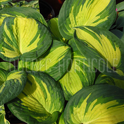 image de Hosta Great Expectations