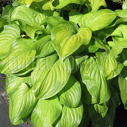 image de Hosta Guacamole