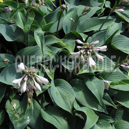 image de Hosta Halcyon