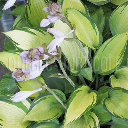 image de Hosta June