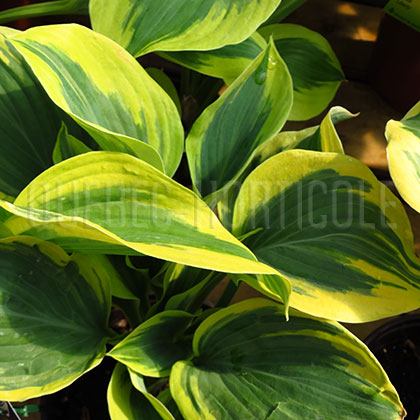 image de Hosta Liberty