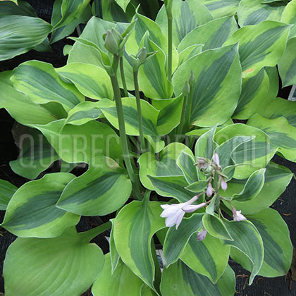 image de Hosta Luna Moth