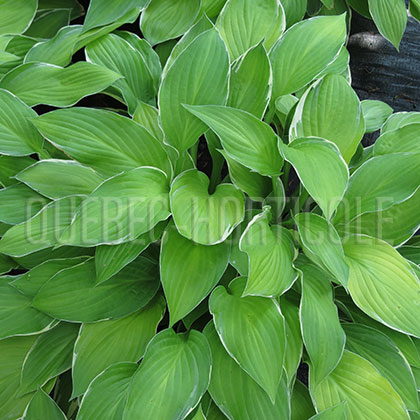 image de Hosta Moonlight